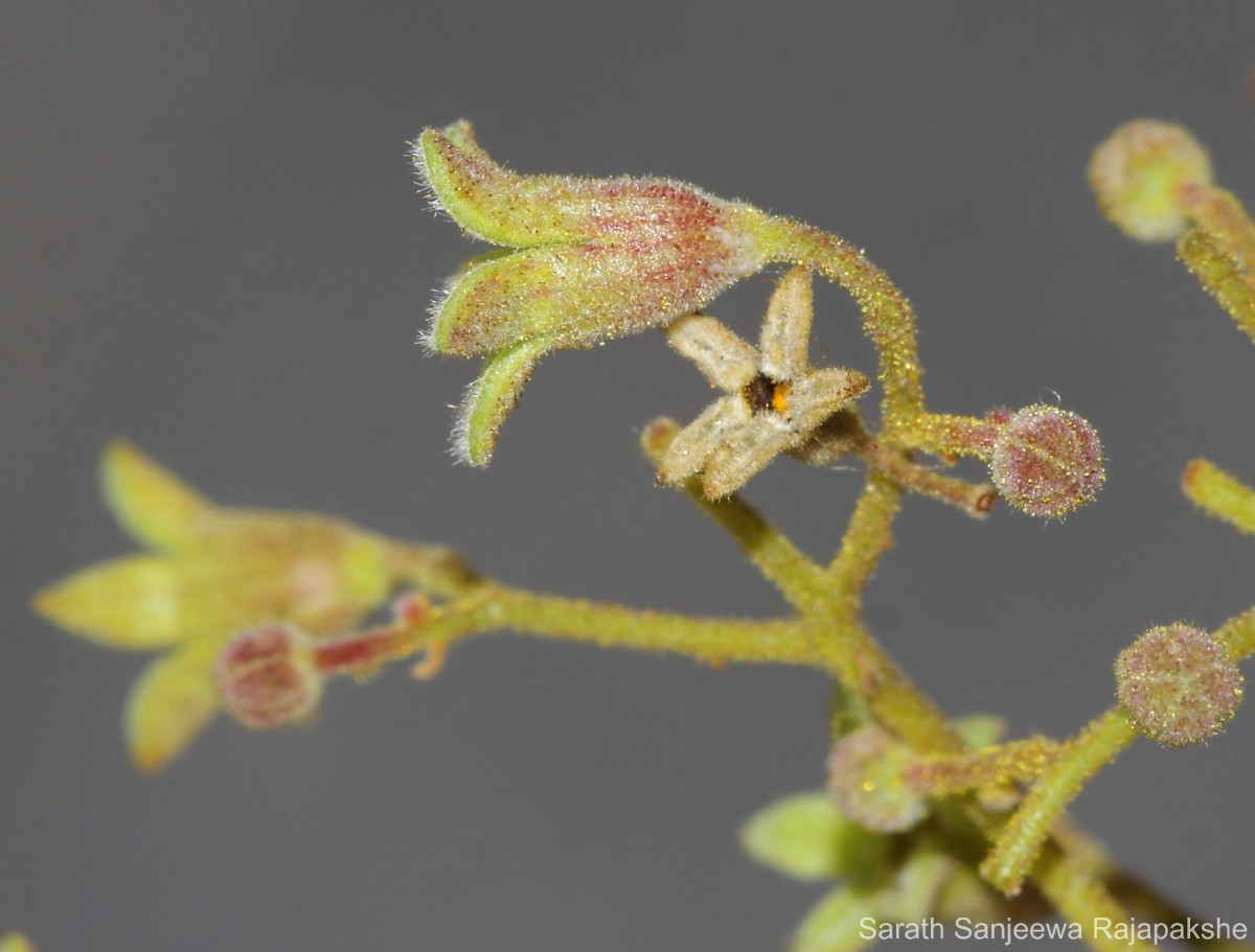 Sterculia urens Roxb.